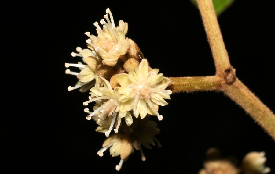 Dichapetalaceae Dichapetalum rugosum