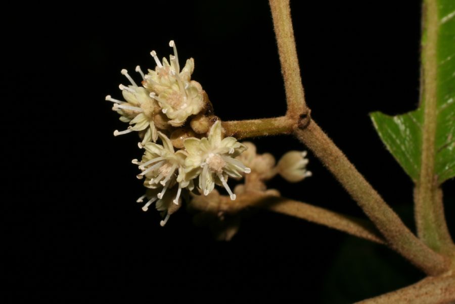 Dichapetalaceae Dichapetalum rugosum