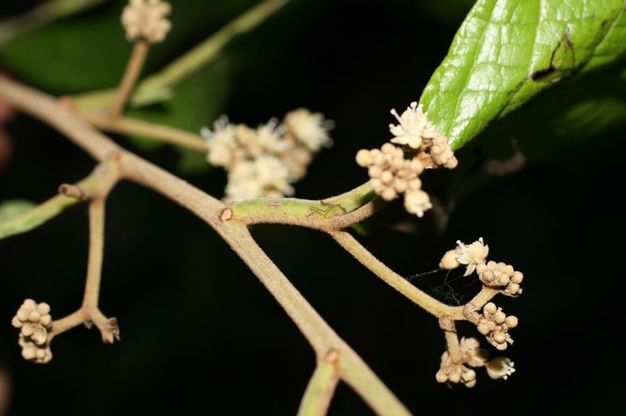 Dichapetalaceae Dichapetalum rugosum