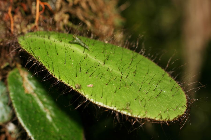 Dryopteridaceae Elaphoglossum crinitum