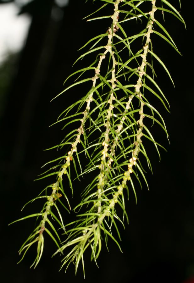 Lycopodiaceae Phlegmariurus linifolius