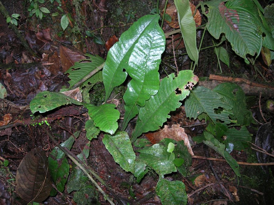 Lomariopsidaceae Dracoglossum plantagineum