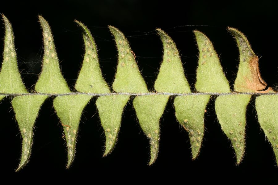 Grammitidaceae Terpsichore cultrata