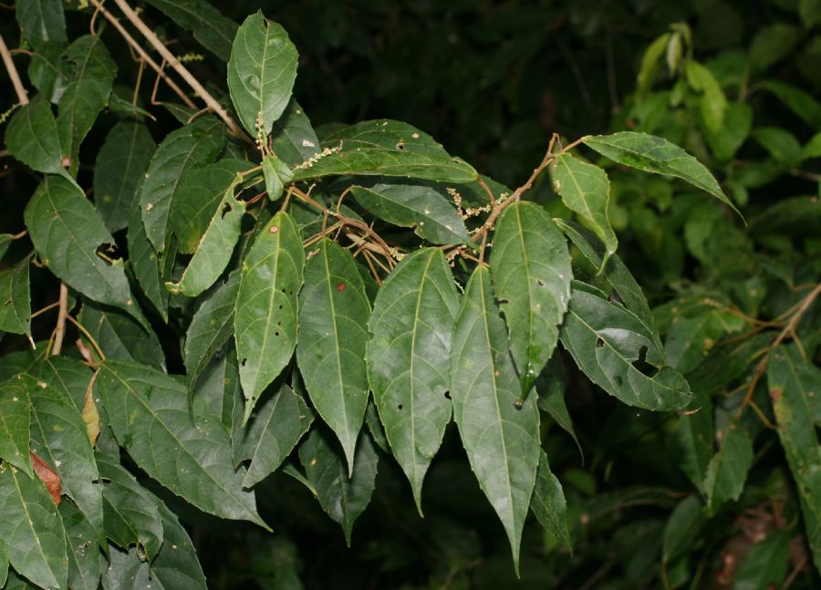 Euphorbiaceae Alchornea costaricensis