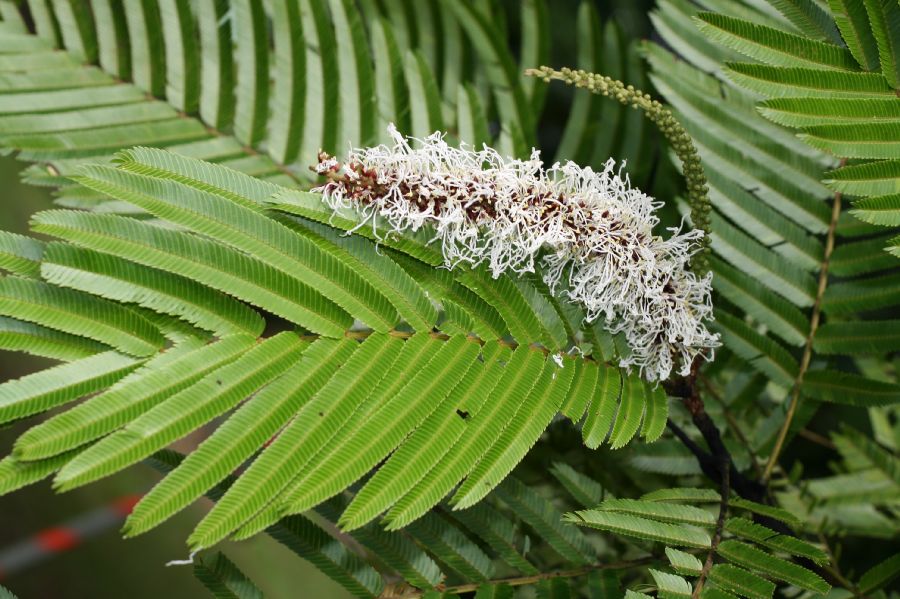 Fabaceae Pentaclethra macroloba