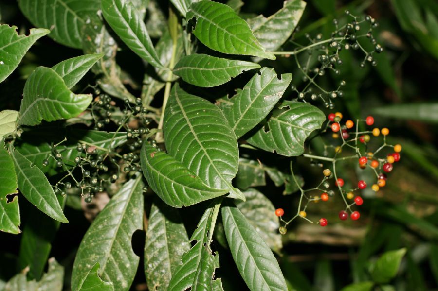 Rubiaceae Psychotria marginata