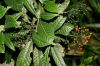 image of Psychotria marginata