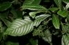 image of Psychotria marginata