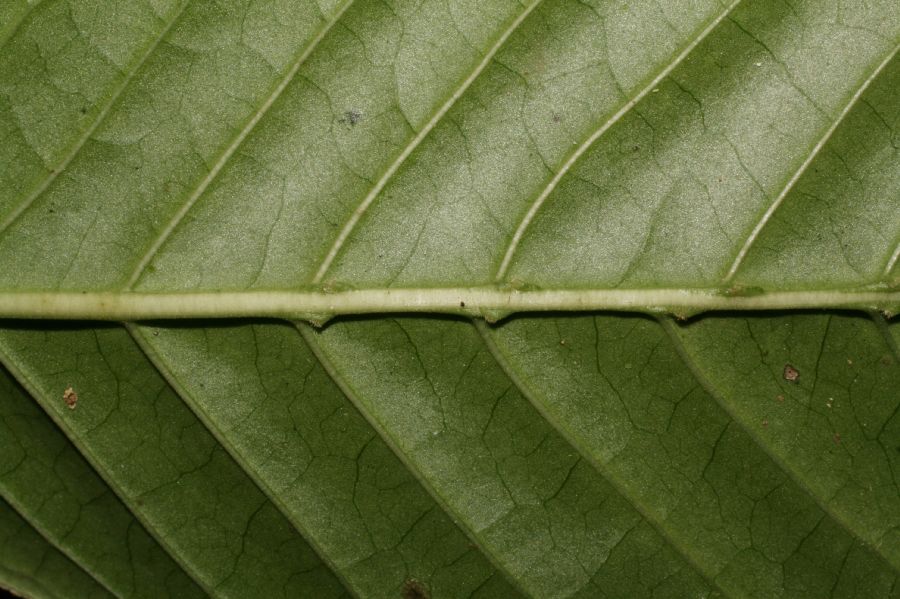 Rubiaceae Psychotria marginata