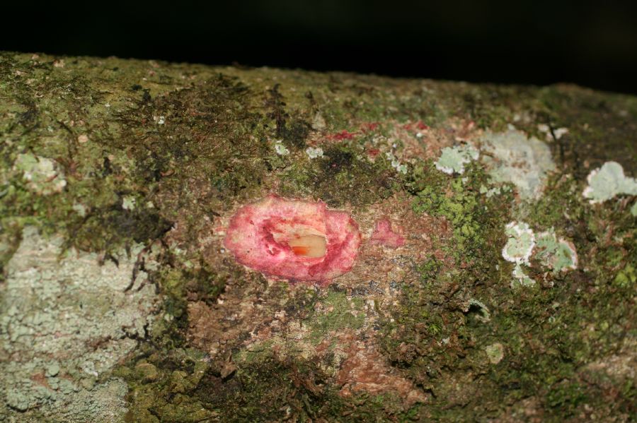 Rubiaceae Simira maxonii