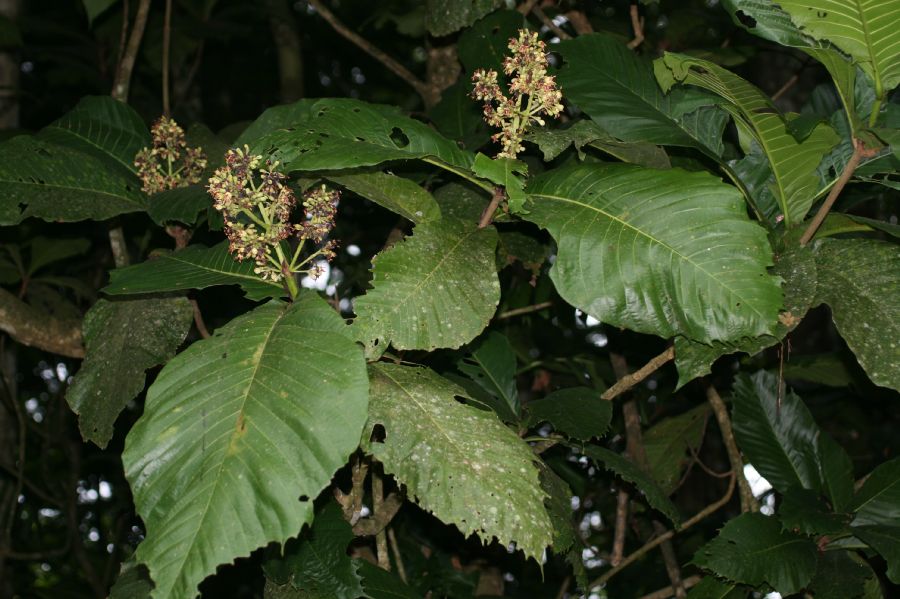 Rubiaceae Simira maxonii