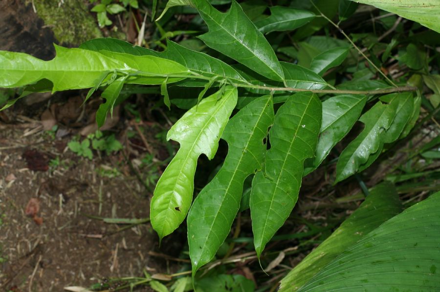 Moraceae Sorocea trophoides