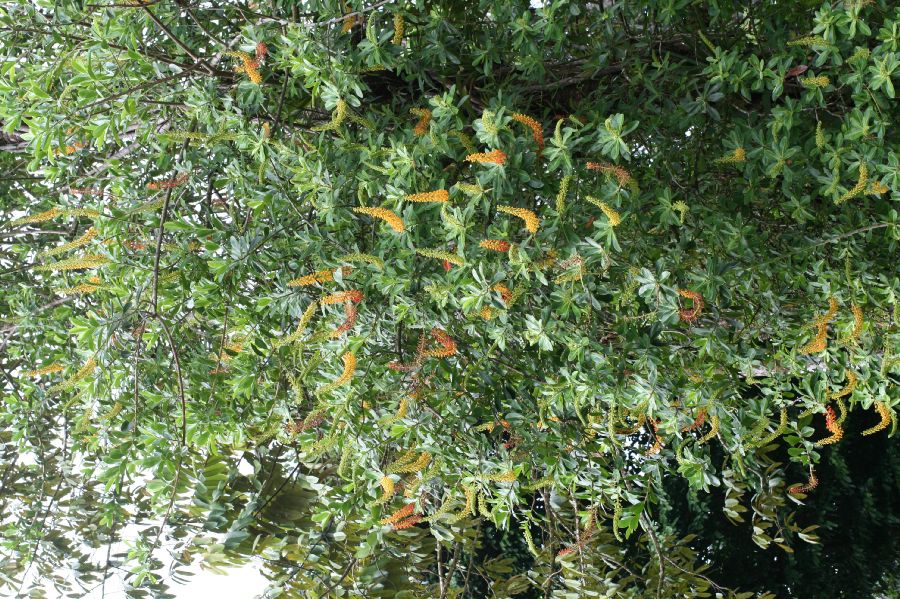 Marcgraviaceae Souroubea gilgii