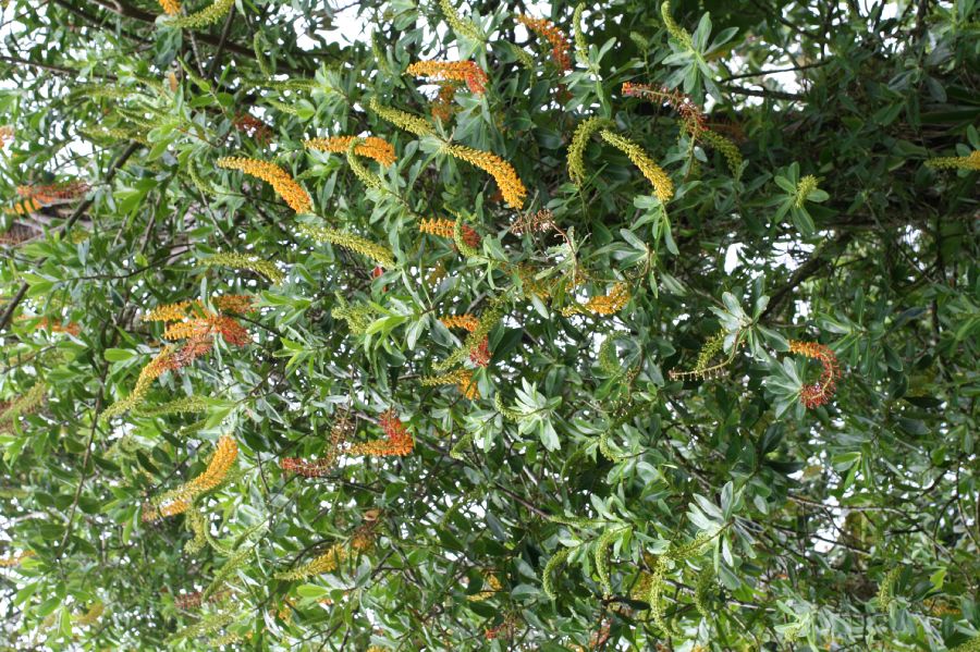 Marcgraviaceae Souroubea gilgii