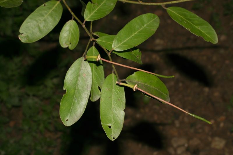 Capparaceae Capparis 