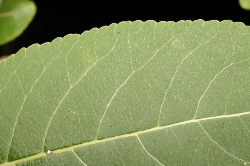 Salicaceae Casearia corymbosa