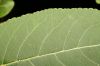 image of Casearia corymbosa