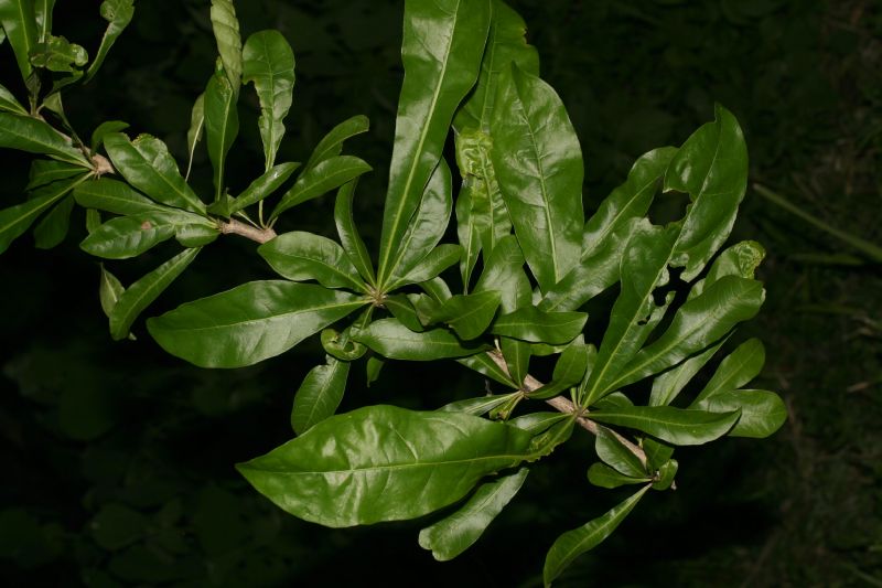 Bignoniaceae Crescentia cujete
