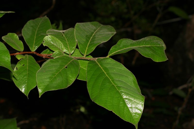 Ebenaceae Diospyros salicifolia