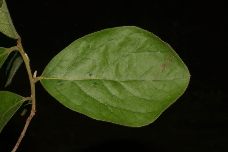 Ebenaceae Diospyros salicifolia