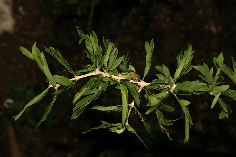 Zygophyllaceae Guaiacum santum