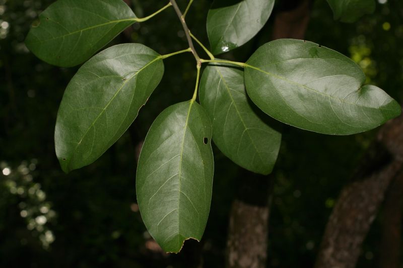 Menispermaceae Hyperbaena tonduzii