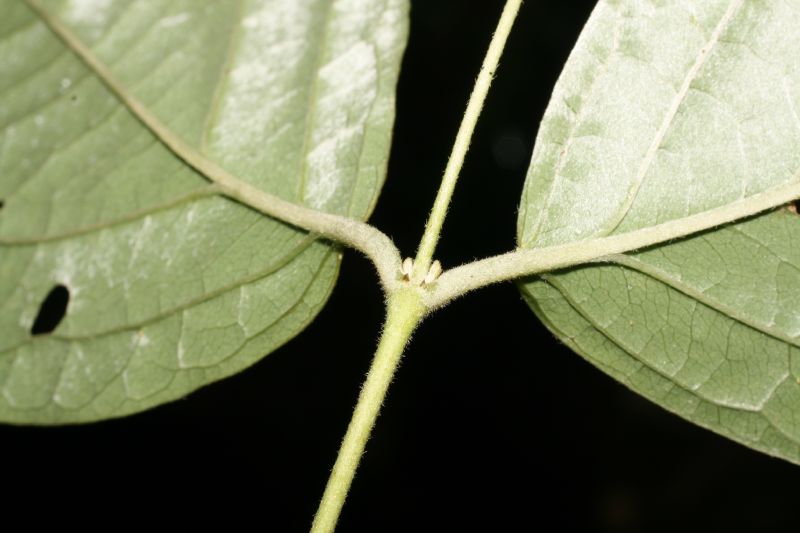 Verbenaceae Rehdera trinervis