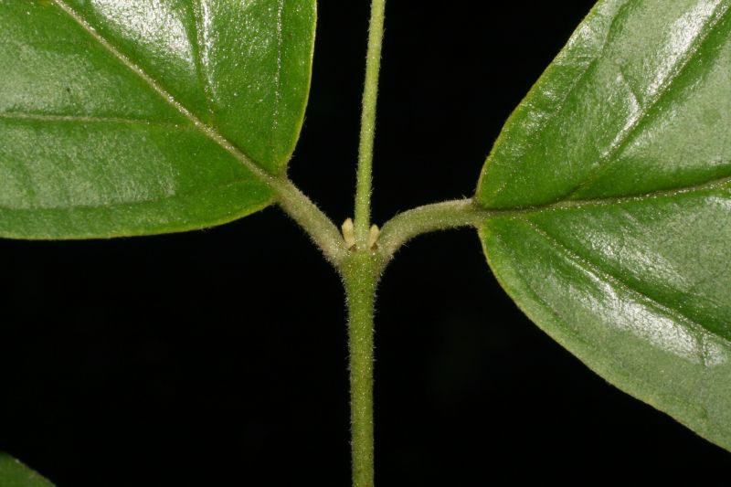 Verbenaceae Rehdera trinervis
