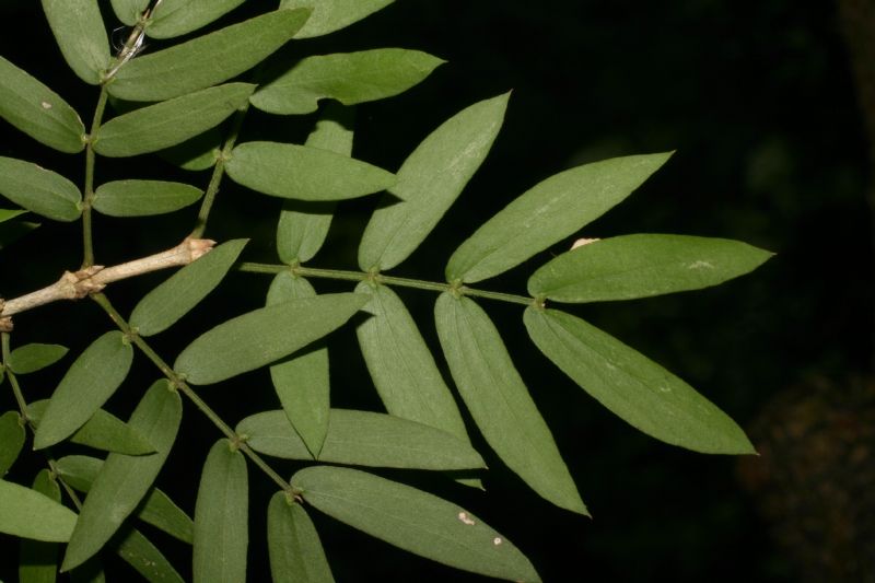 Zygophyllaceae Guaiacum santum