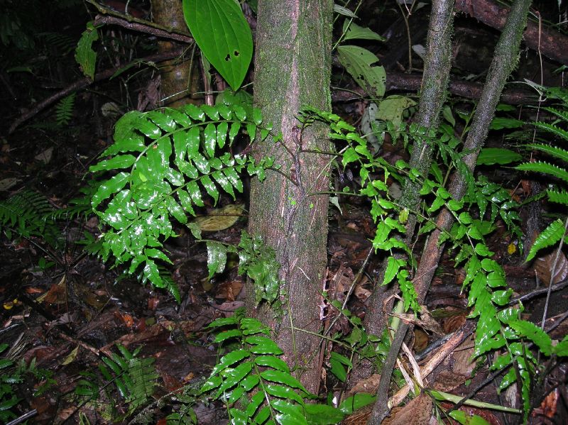 Lomariopsidaceae Lomariopsis farrarii