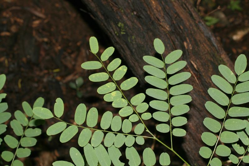 Fabaceae Myrospermum frutescens