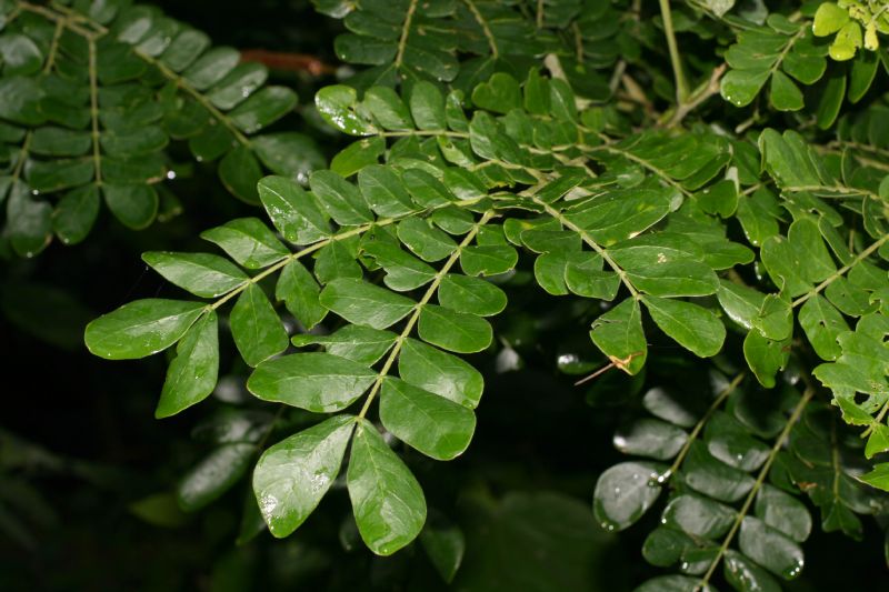 Fabaceae Samanea saman