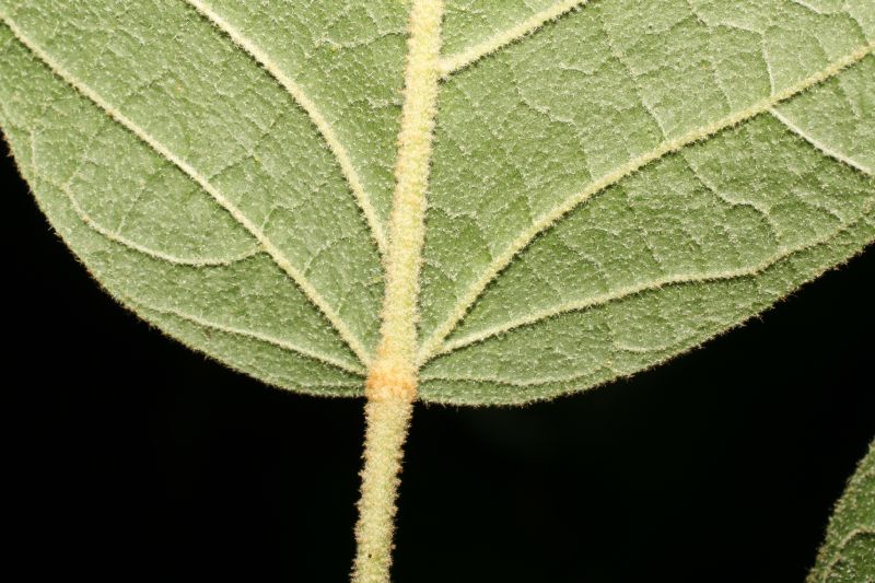 Bignoniaceae Tabebuia ochracea