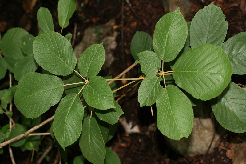 Bignoniaceae Tabebuia ochracea