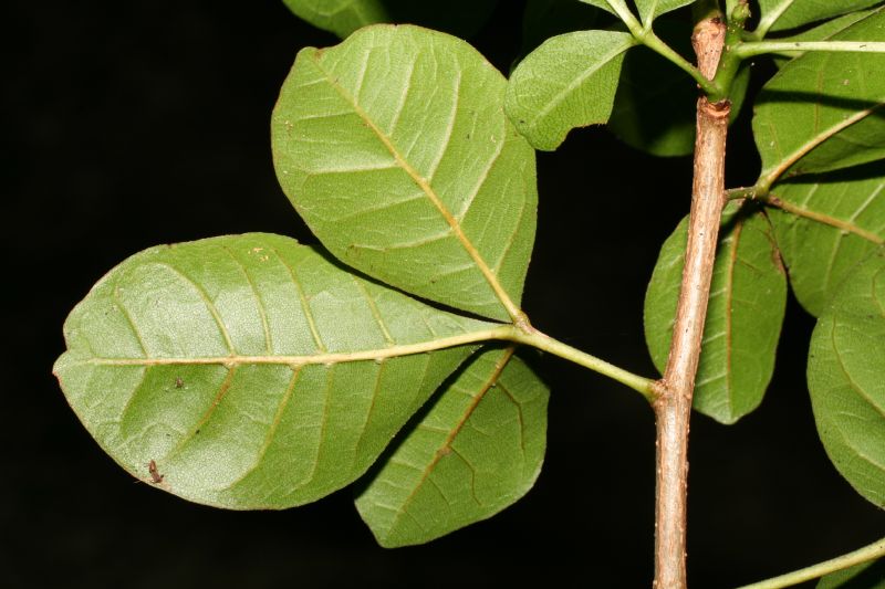 Meliaceae Trichilia 
