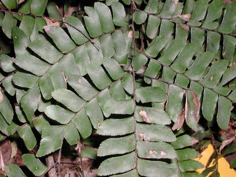 Pteridaceae Adiantum villosum
