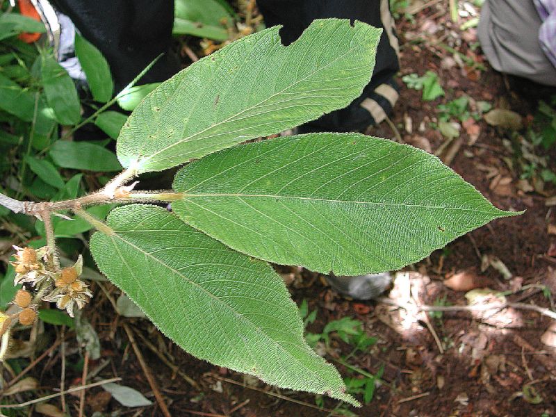 Sparmanniaceae Apeiba tibourbou