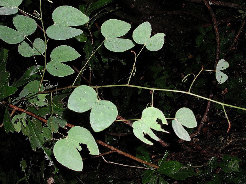 Fabaceae Bauhinia glabra