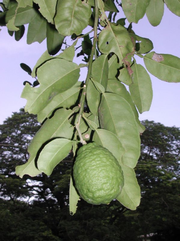 Rutaceae Citrus 