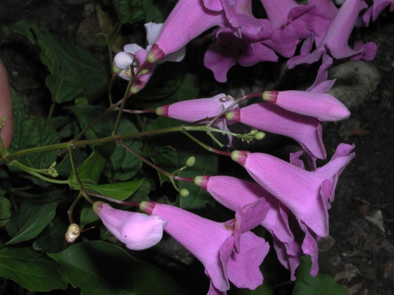 Bignoniaceae Cydista diversifolia