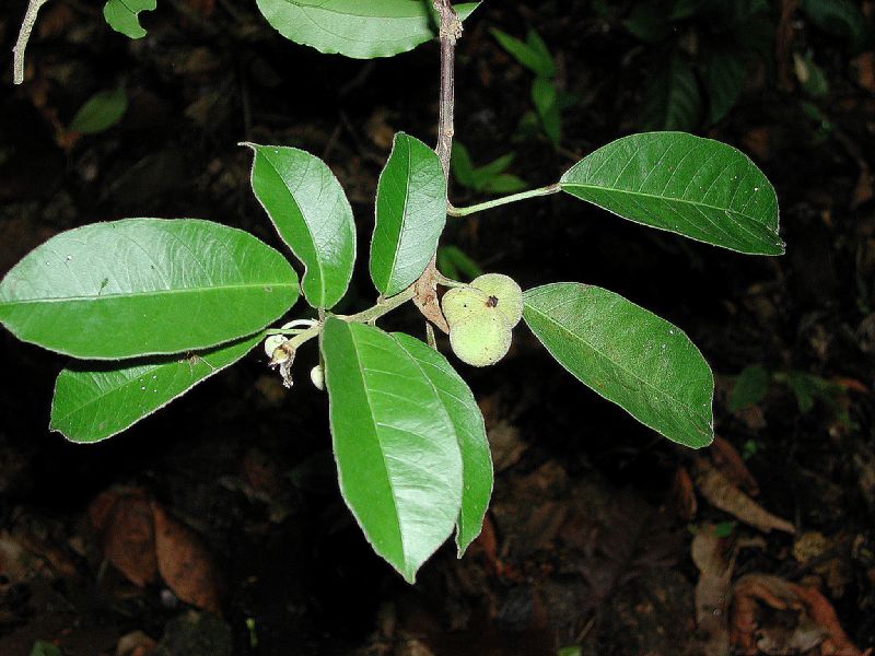 Euphorbiaceae Garcia nutans