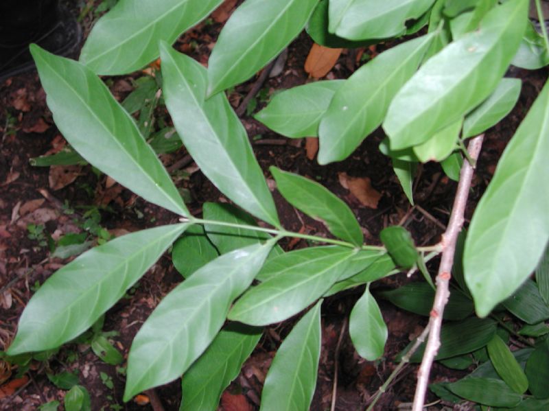 Meliaceae Guarea excelsa