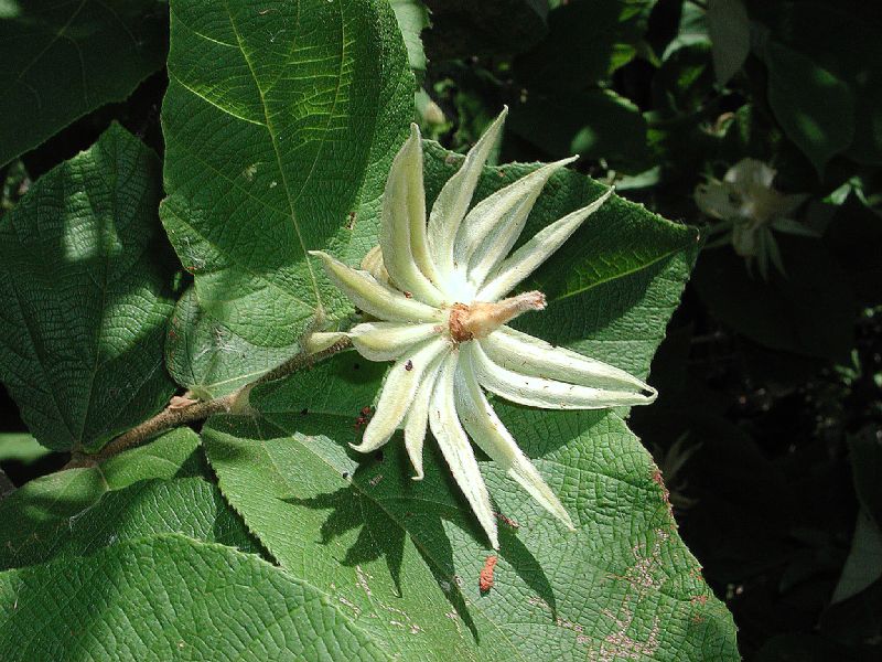 Sparmanniaceae Luehea candida