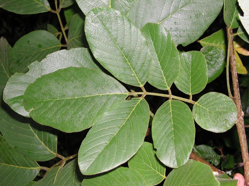 Fabaceae Lonchocarpus filipei