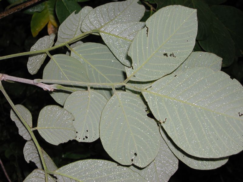Fabaceae Lonchocarpus filipei