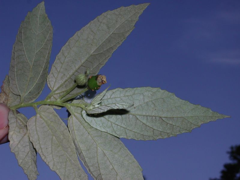 Muntingiaceae Muntingia calibura