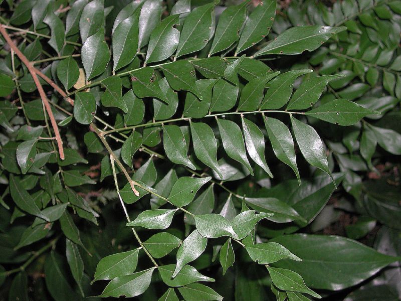 Picramniaceae Picramnia antidesma