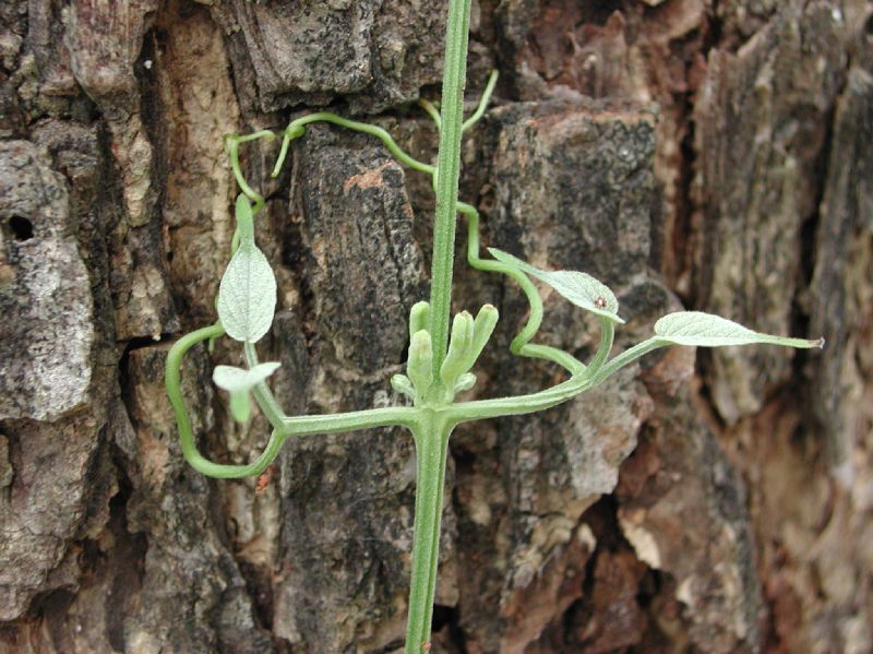 Bignoniaceae Pithecoctenium crucigerum