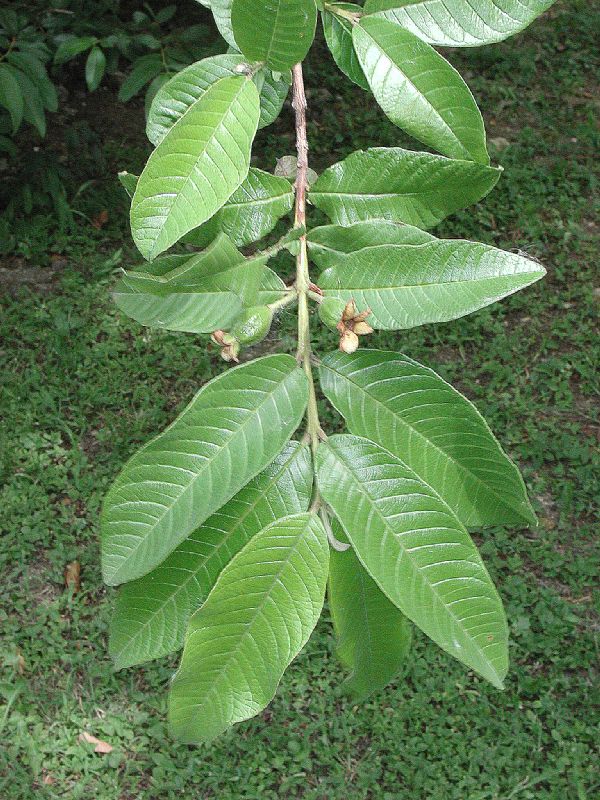 Myrtaceae Psidium guajava