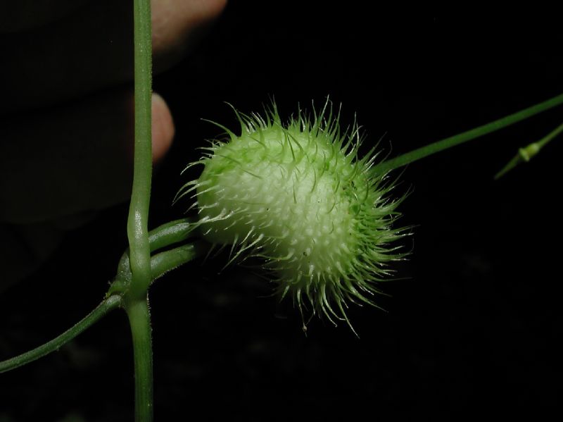 Cucurbitaceae Rytidostylis 